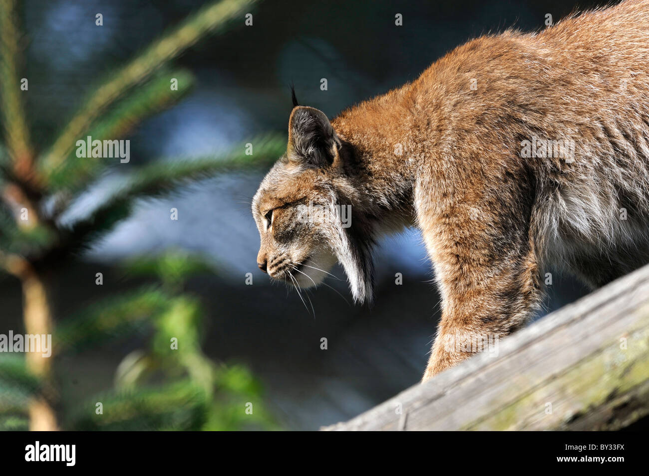 Canadian Lynx (Lynx canadensis Stock Photo Alamy