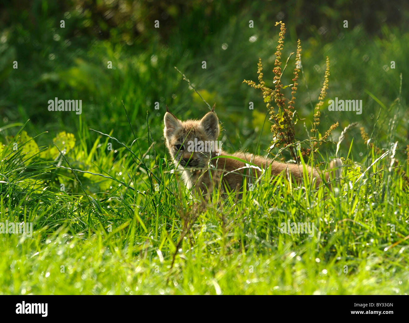 Canadian Lynx cub (Lynx canadensis) Stock Photo