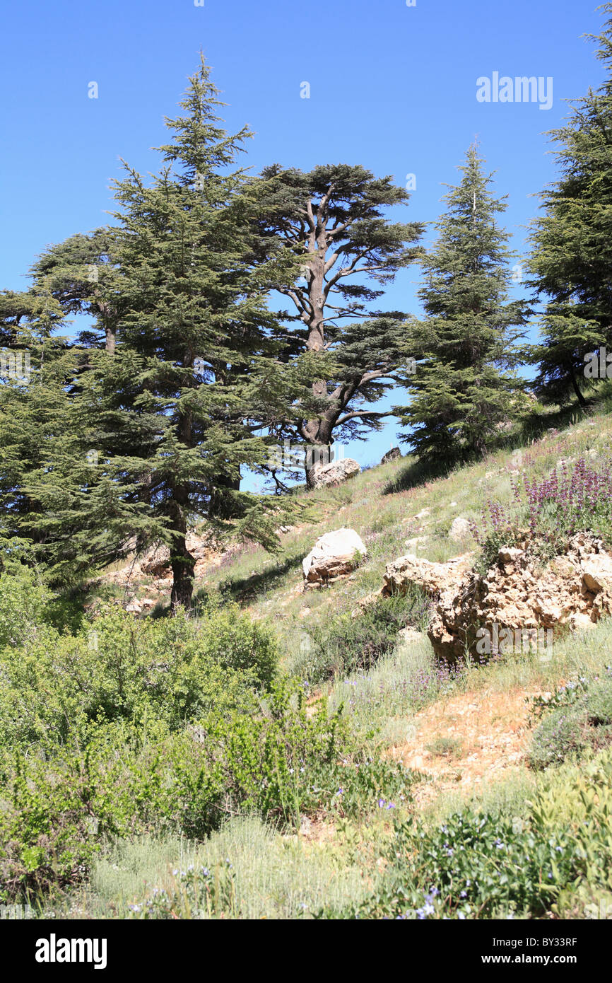 The Cedar Trees of Bcharre, Qadisha Valley, Lebanon, Middle East Stock