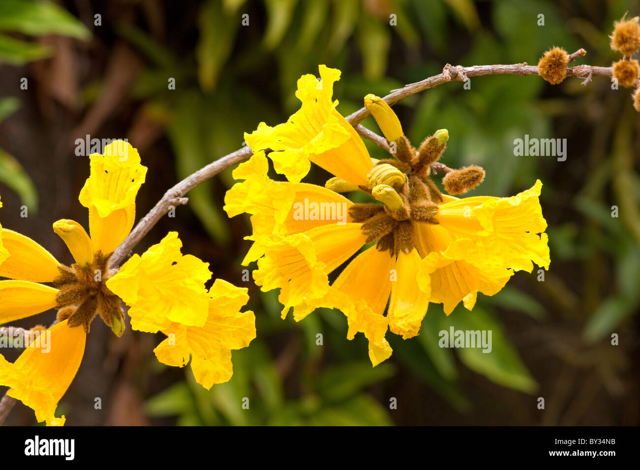 (Tabebuia chrysotricha) Golden trumpet tree in bloom Stock Photo Alamy