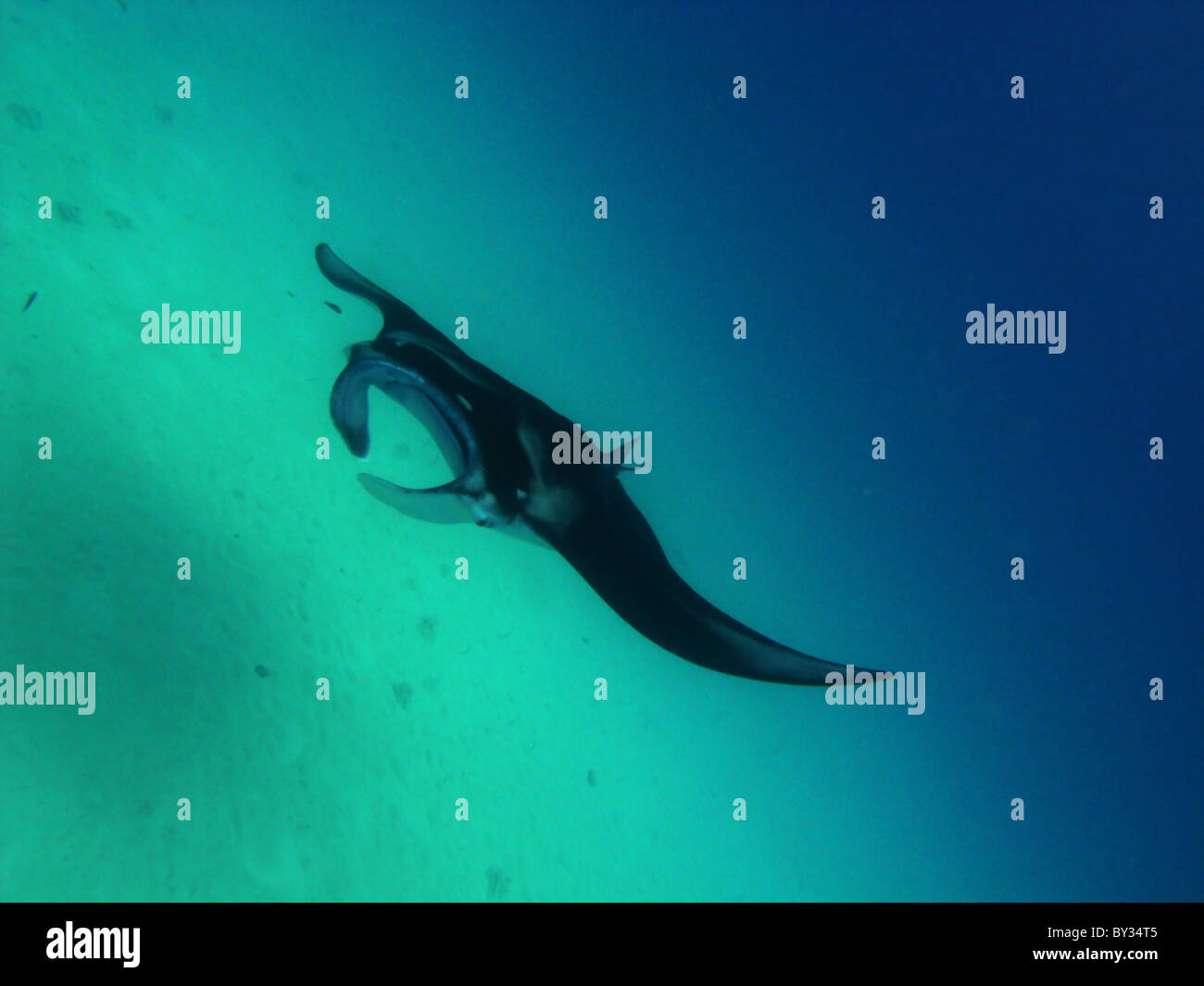 Manta ray (Manta birostris) in the lagoon at Cocos Keeling, Indian Ocean Stock Photo