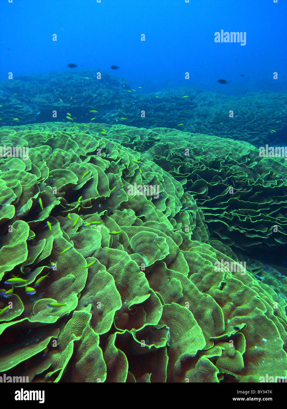 Fields of Turbinaria reniformis coral at the Cabbage Patch, Cocos Keeling lagoon, Indian Ocean Stock Photo