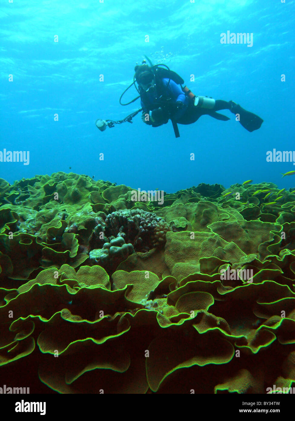 Scuba diver with camera at the Cabbage Patch, Cocos Keeling lagoon, Indian Ocean. No MR or PR Stock Photo
