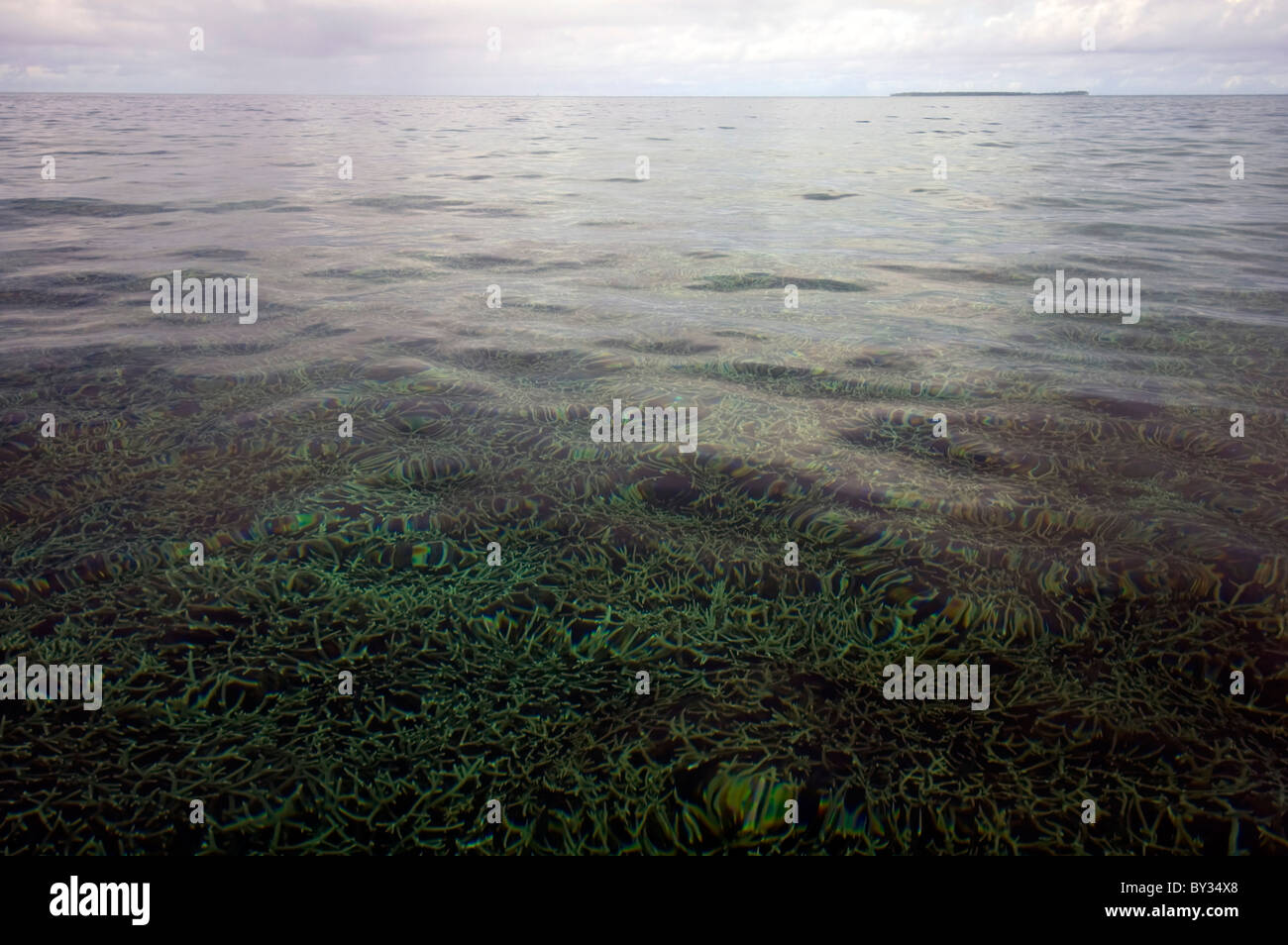 Fragile corals including Acropora growing in sheltered lagoon waters, Cocos Keeling atoll, Indian Ocean Stock Photo
