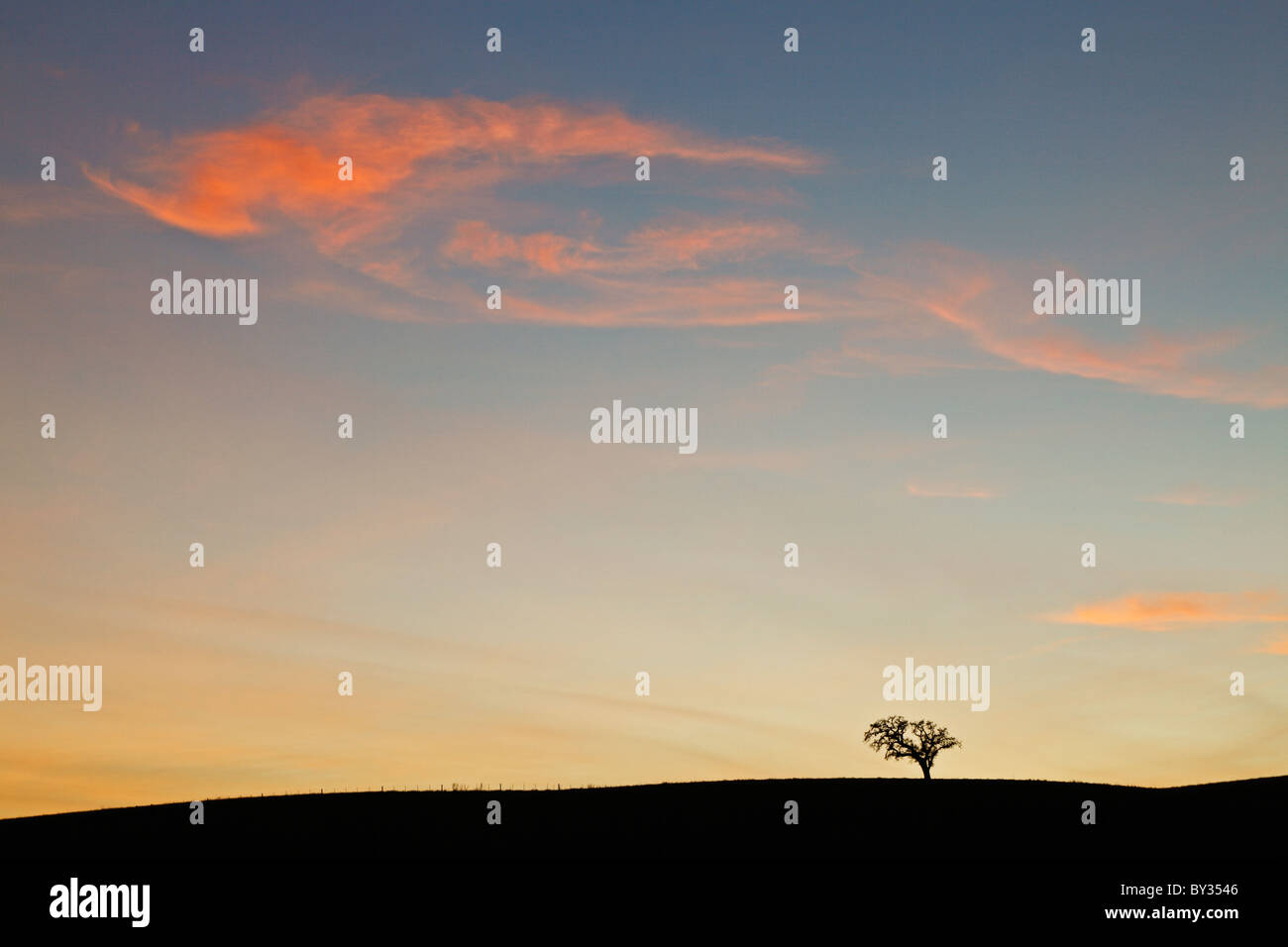 Sunset silhouette oak tree fence hi-res stock photography and images ...