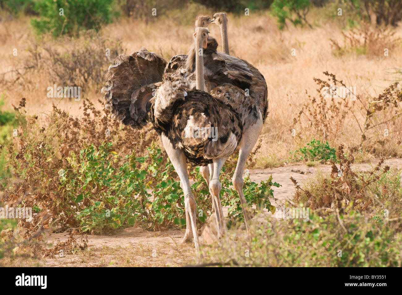 somali-ostrich-struthio-molybdophanes-chicks-shaking-feathers-in