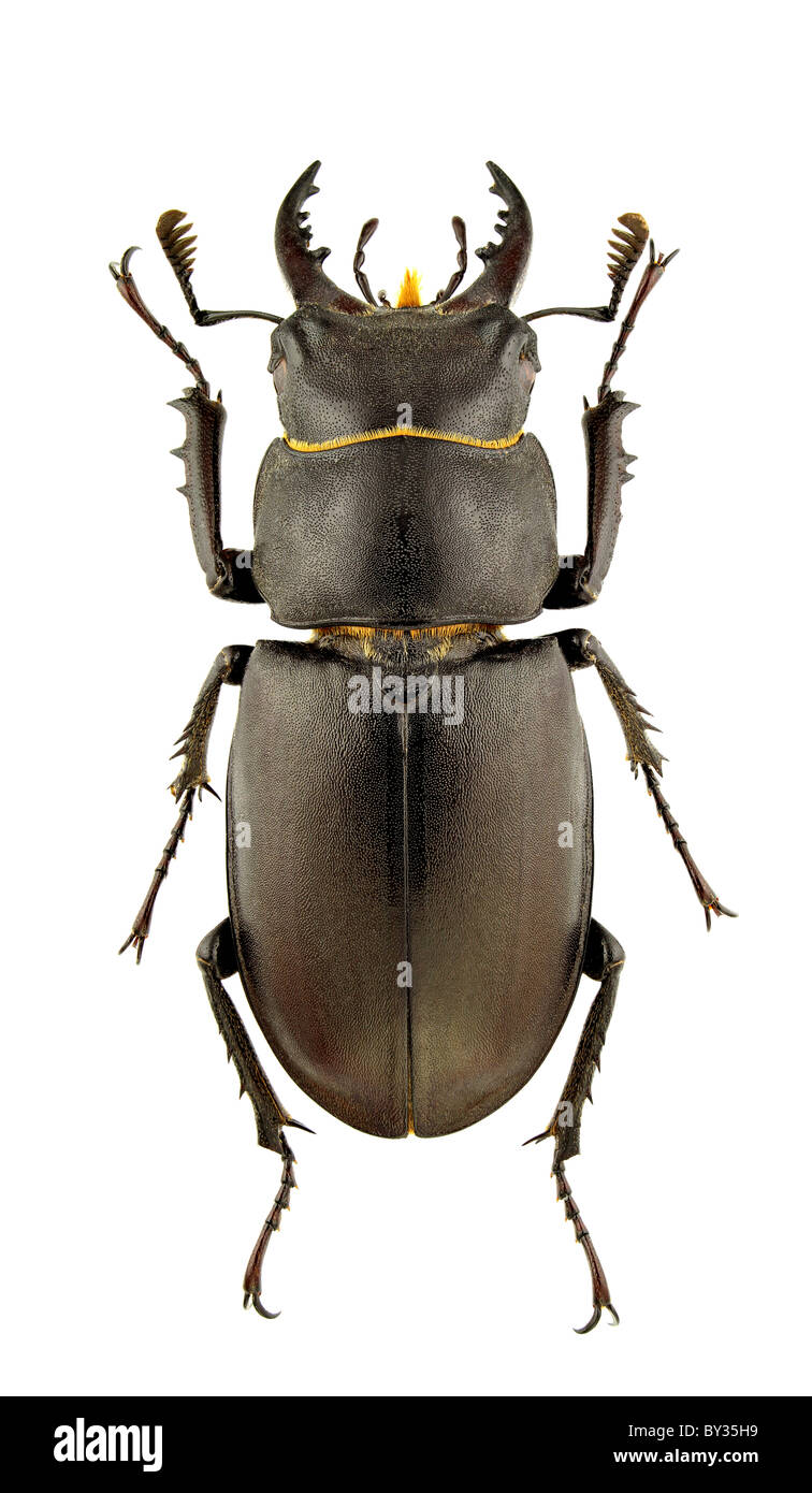 Lucanus tetraodon coleoptera hi-res stock photography and