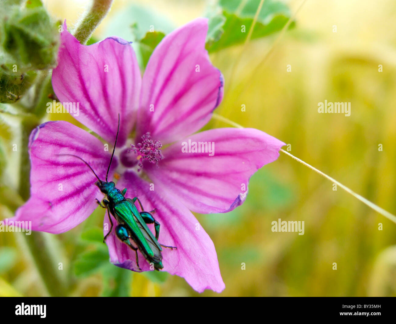 Wild flower with large green insect Stock Photo - Alamy