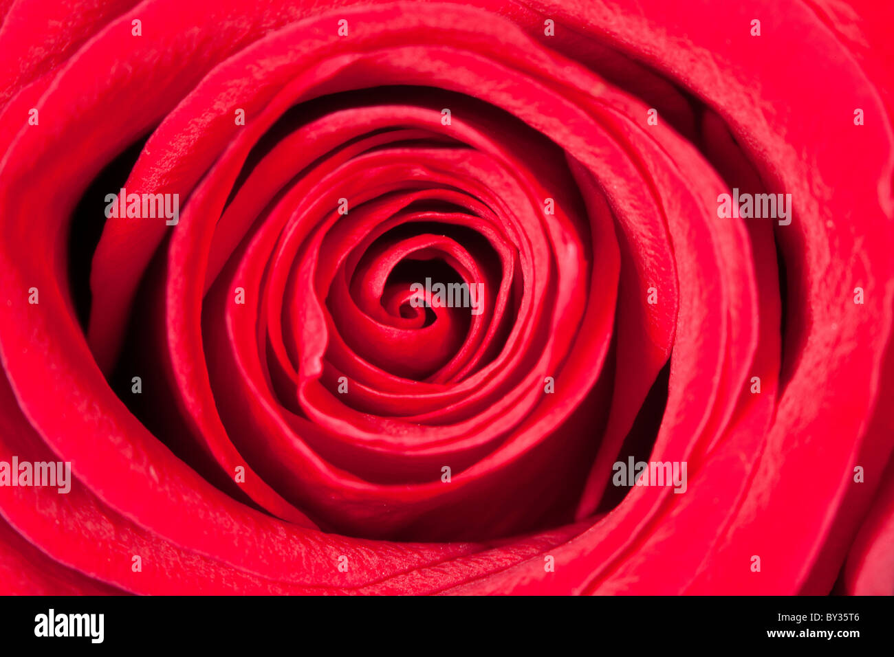 Extreme macro shot of a red rose Stock Photo - Alamy