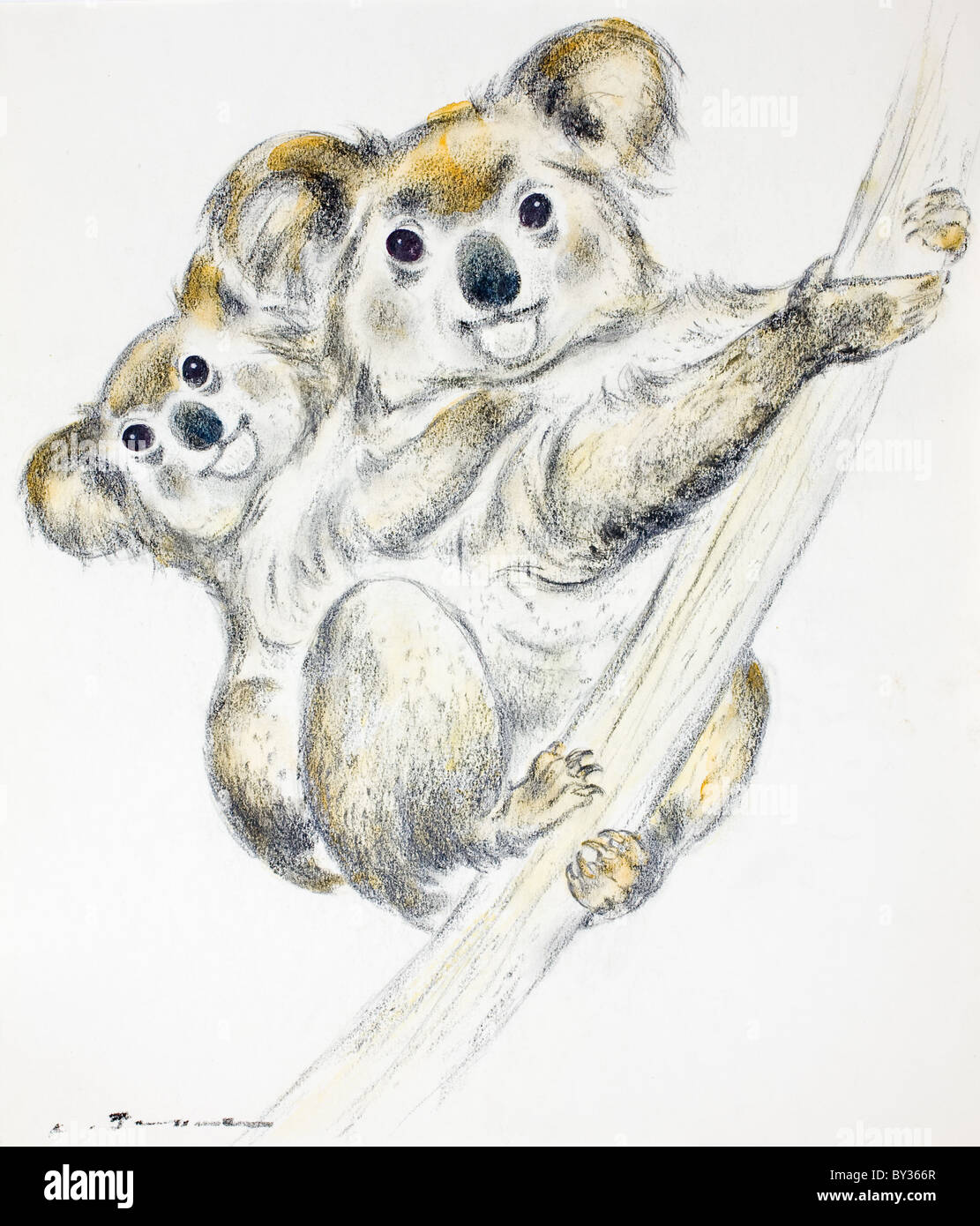 Koala drawing hi-res stock photography and images - Page 2 - Alamy