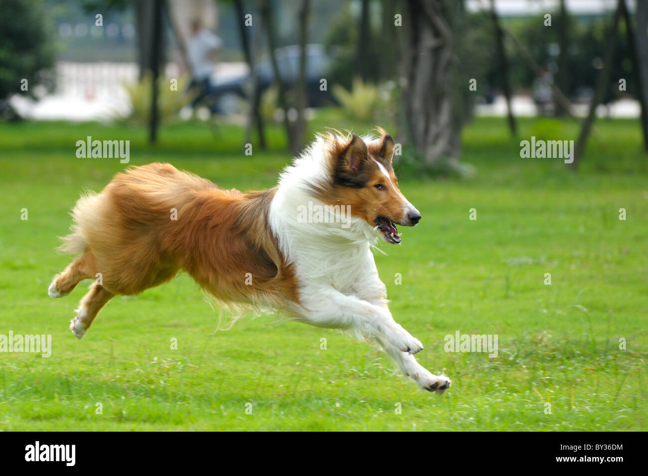 Collie dog running on the lawn Stock Photo