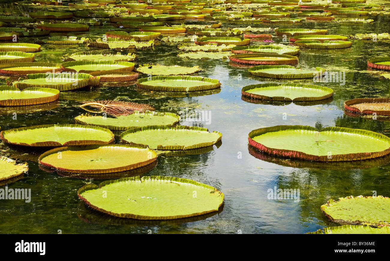 Giant Amazon Lilies, Pamplemousses Botanical Gardens in Mauritius Stock Photo