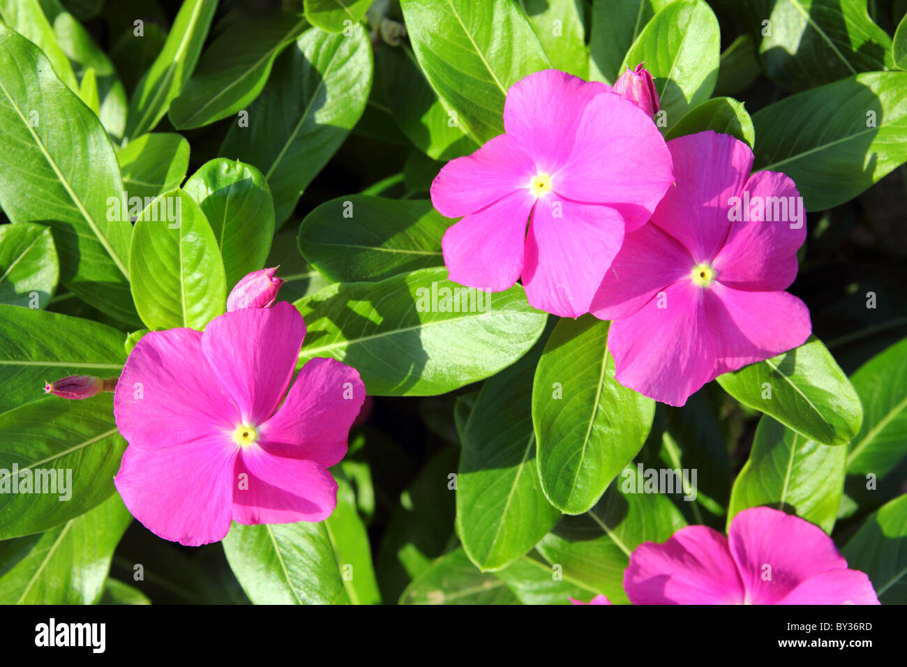 pink flowers with green leaves close-up background Stock Photo - Alamy