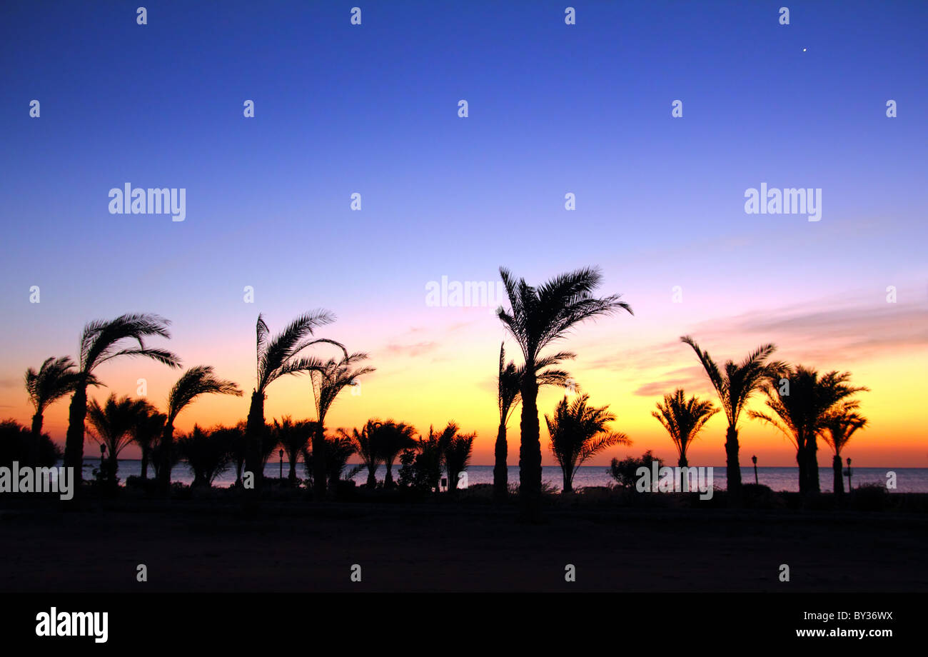 Sunrise with palm trees hi-res stock photography and images - Alamy