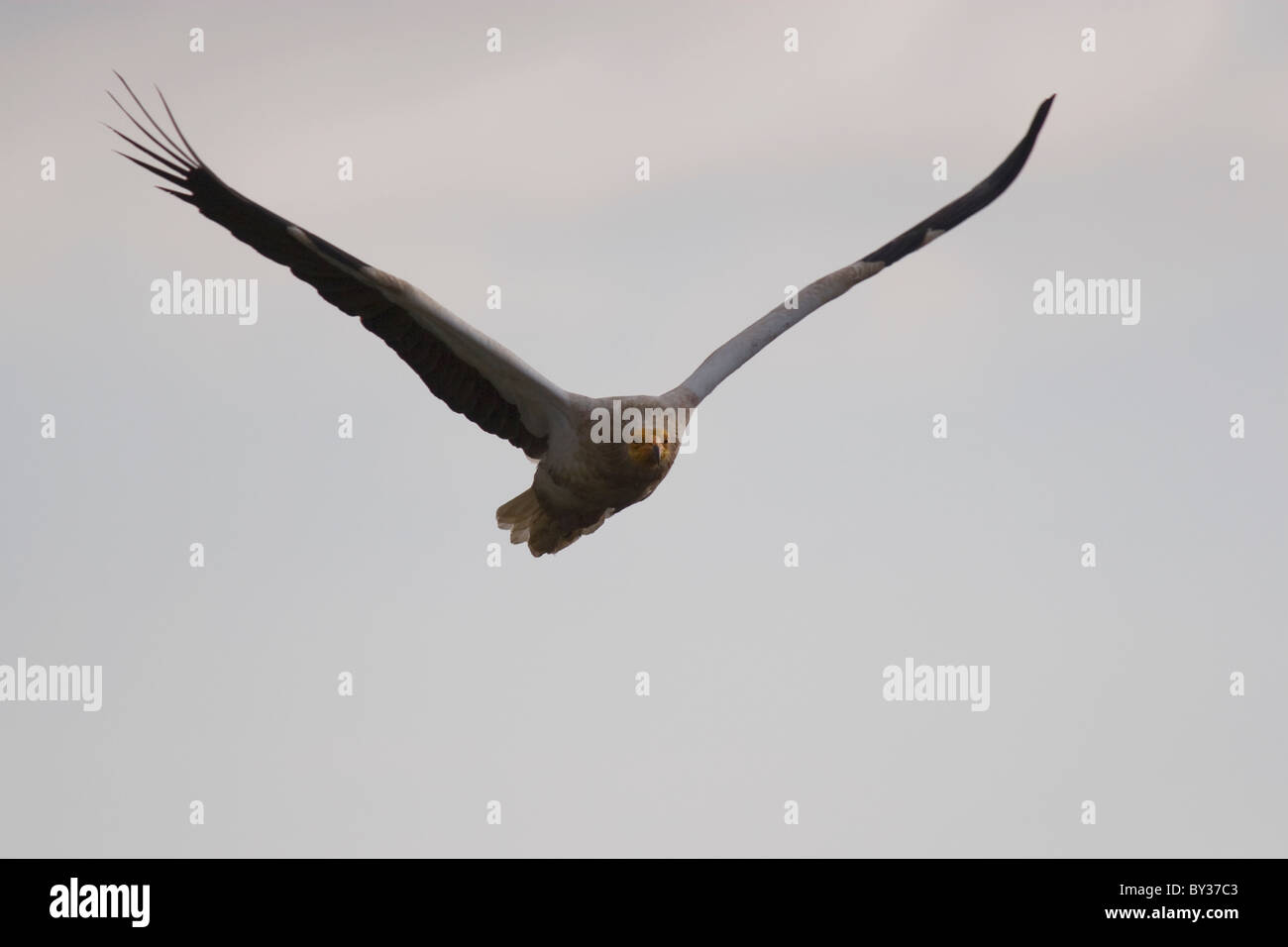 Egyptian vulture (Neophron percnopterus) Stock Photo