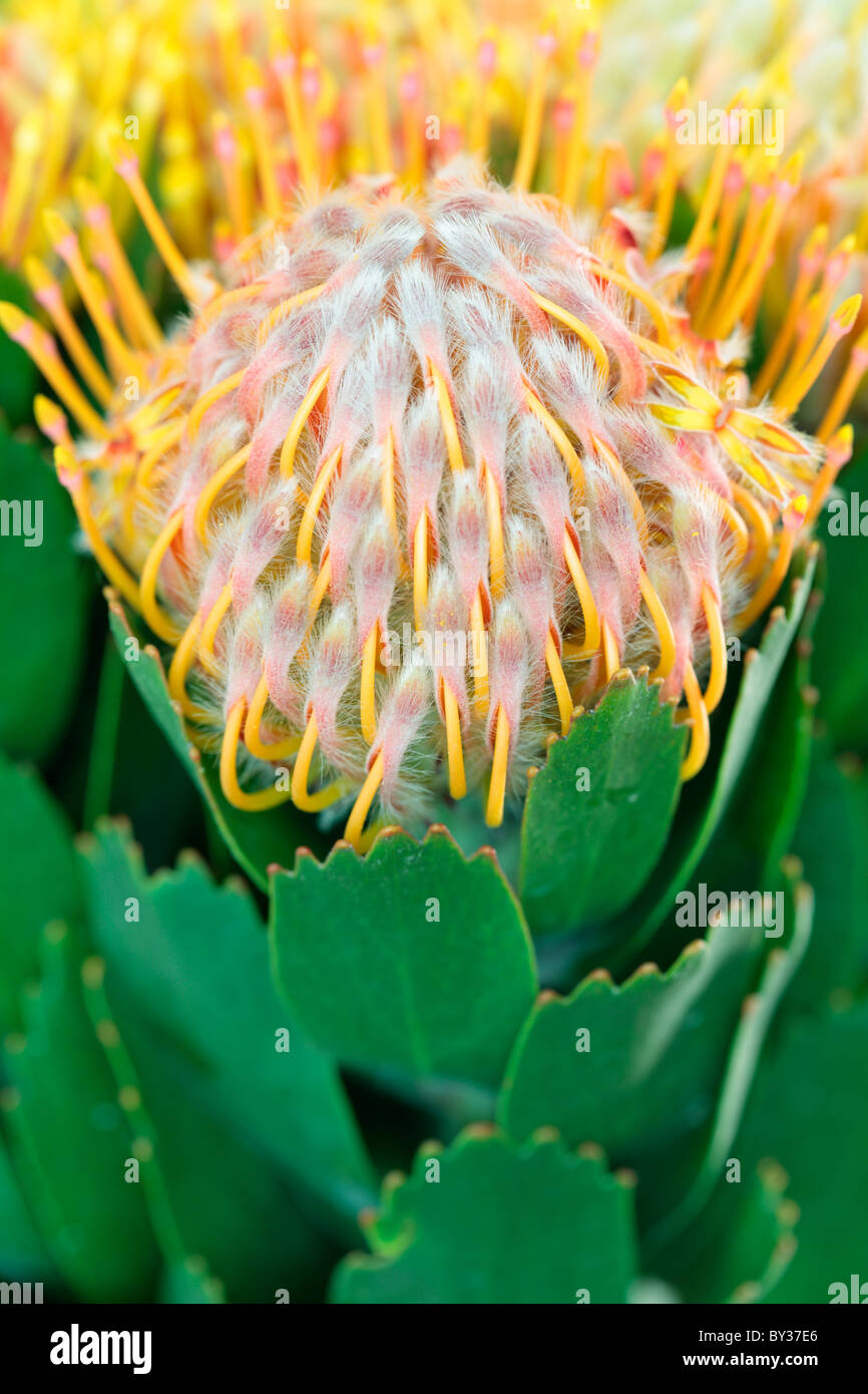 Pincushion Protea Leucospermum cuneiforme Stock Photo Alamy