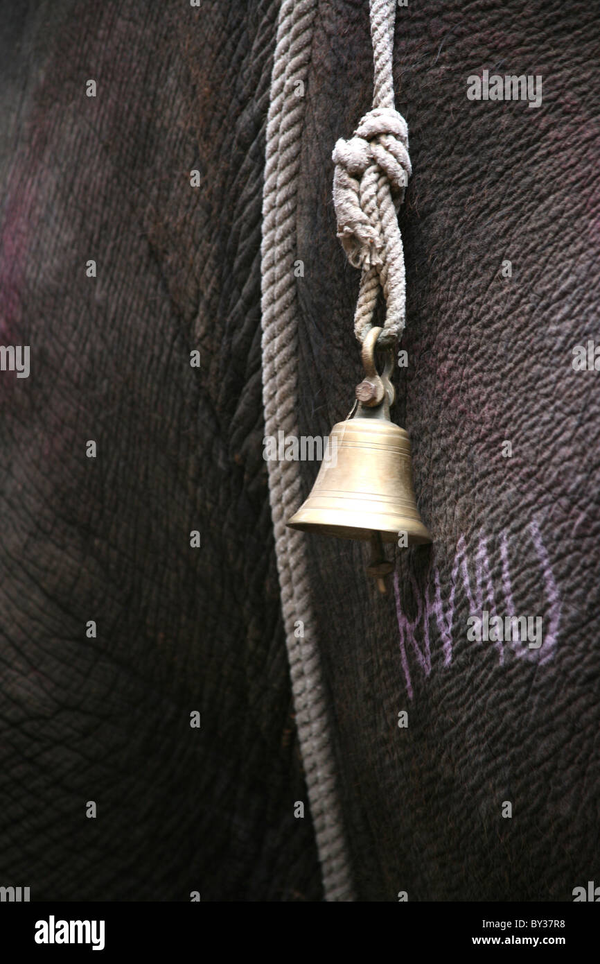 Warning bell on a powder adorned Holi elephant Stock Photo