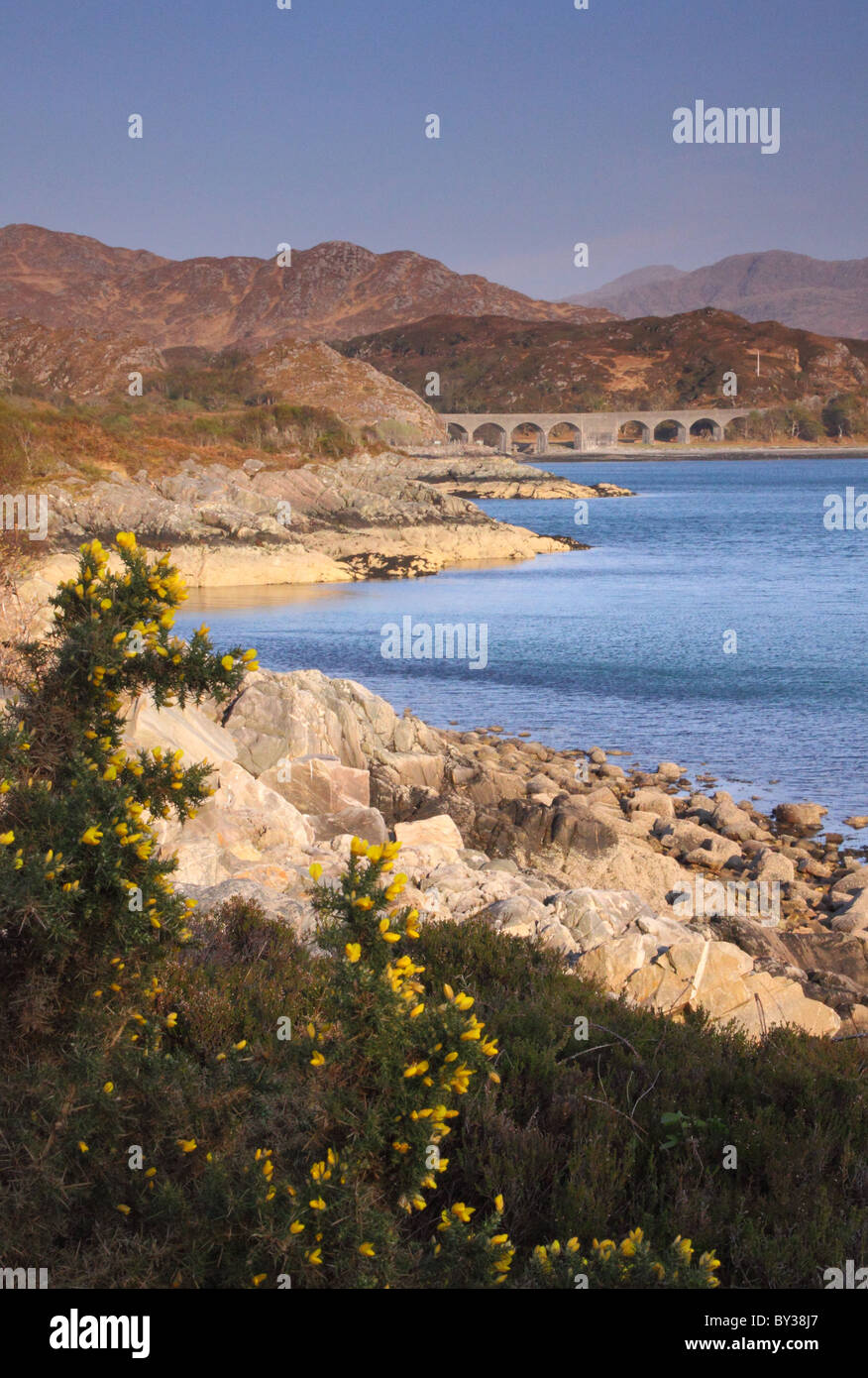 Wild Gorse clings to the edge of a rocky shore on Loch nan Uamh, near Arisaig on the west coast of Scotland Stock Photo
