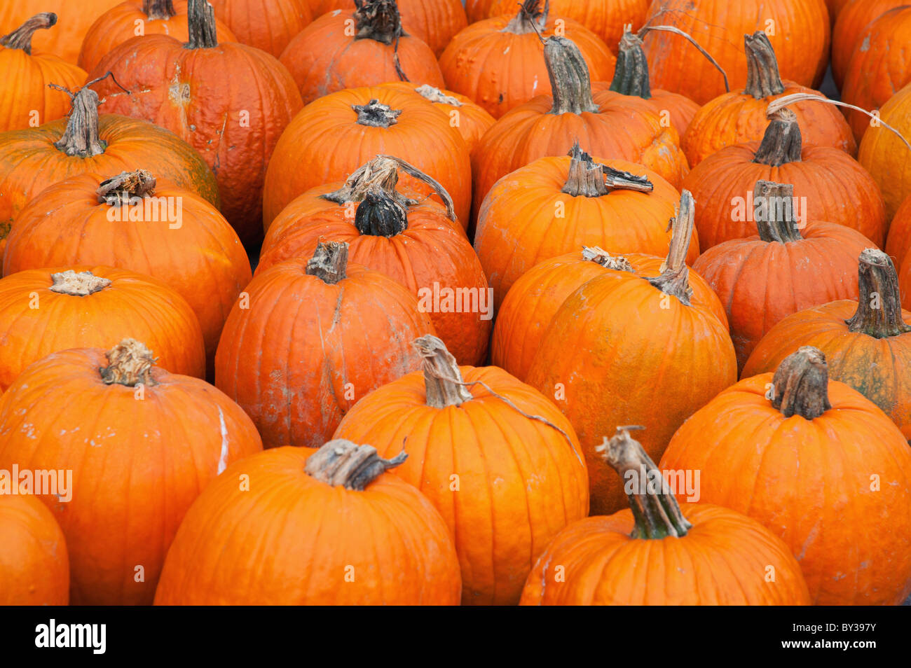 Pumpkins on market stall Stock Photo - Alamy