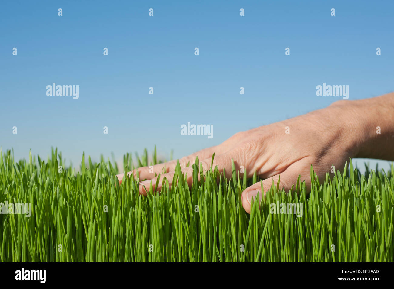 Touching the grass Stock Photo - Alamy