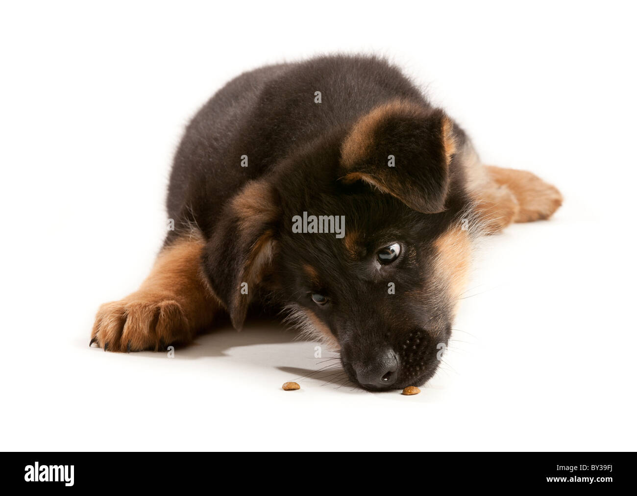 German Shepherd Dog puppy at nine weeks old eating treats Stock Photo