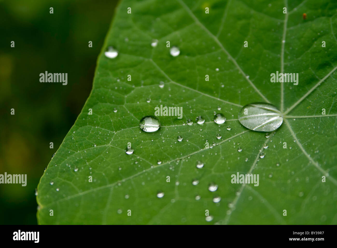 Water Drop On Lotus Leaf High Resolution Stock Photography and Images ...