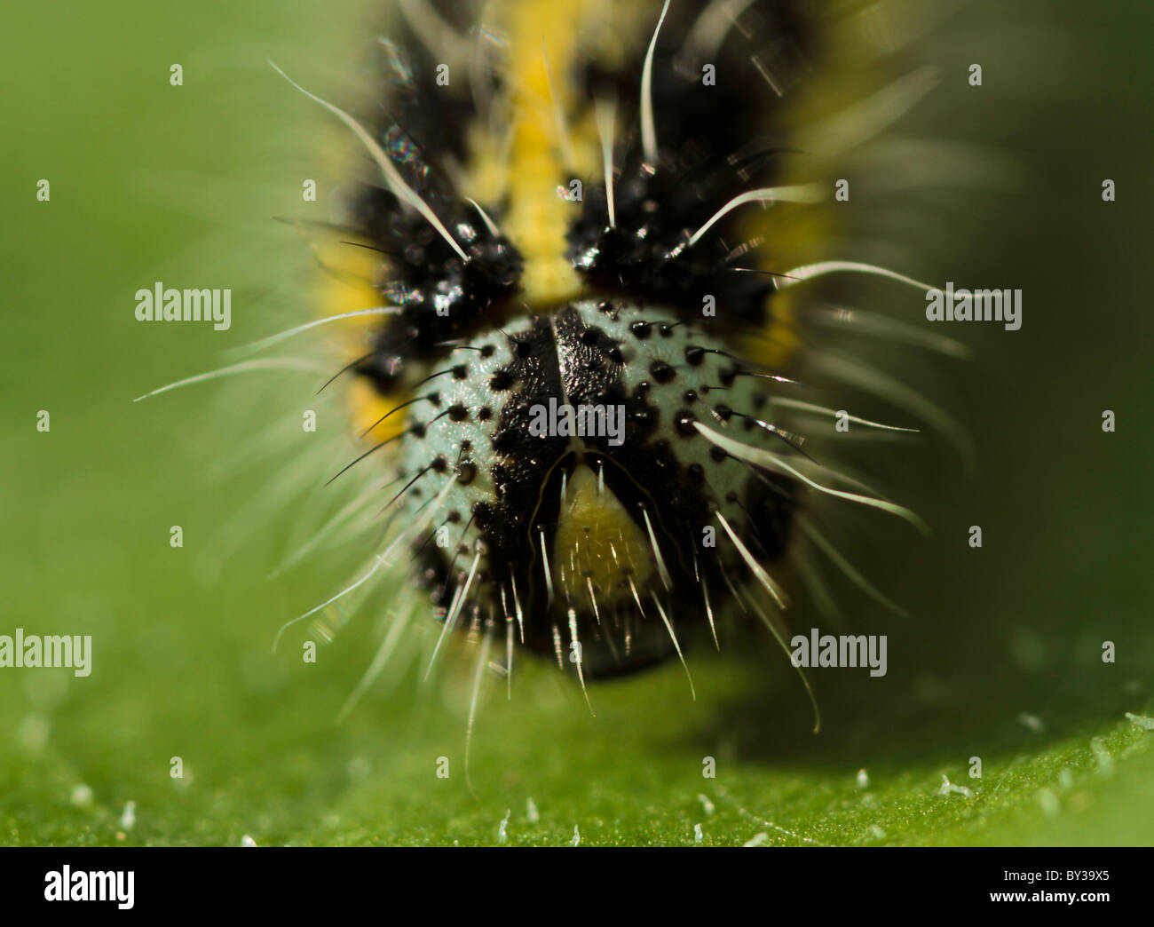 Small caterpillar on a leaf hi-res stock photography and images - Alamy