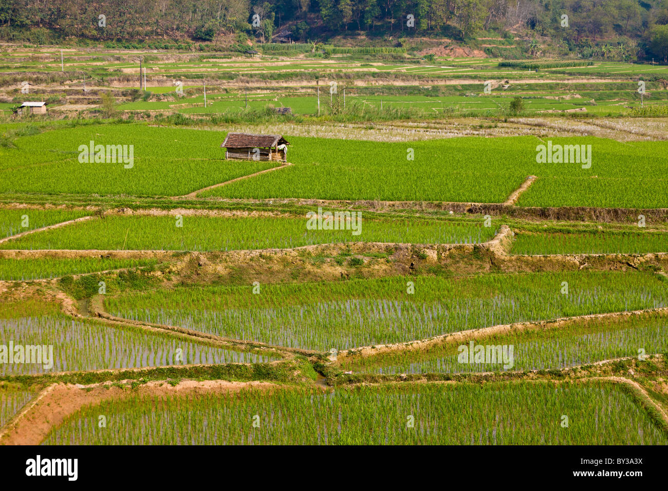 Rice fields near Menghai, Yunnan Province, Xishuangbanna Region, People ...