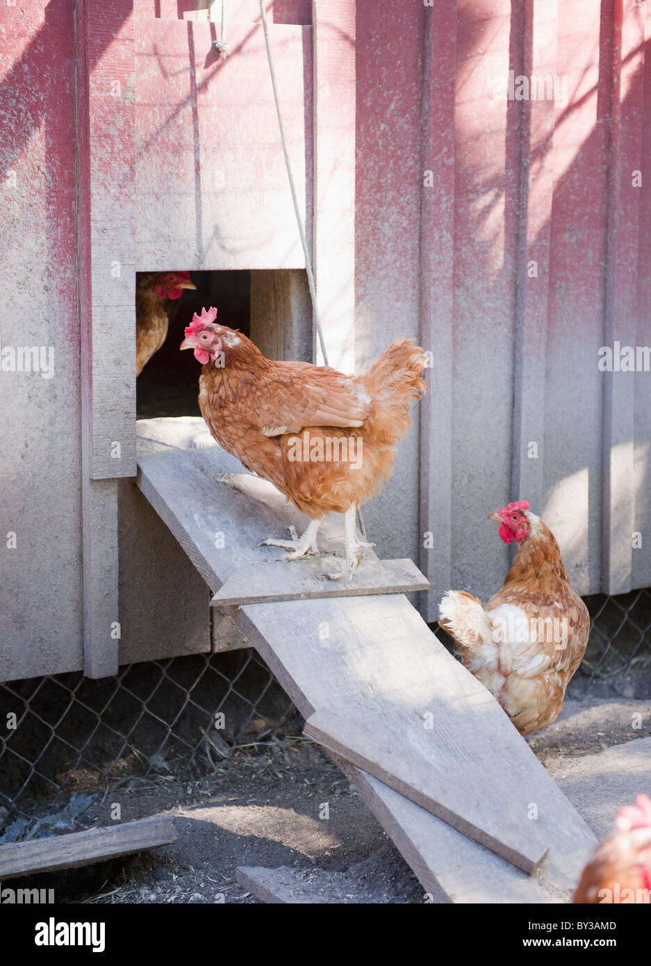 Chicken trap hi-res stock photography and images - Alamy