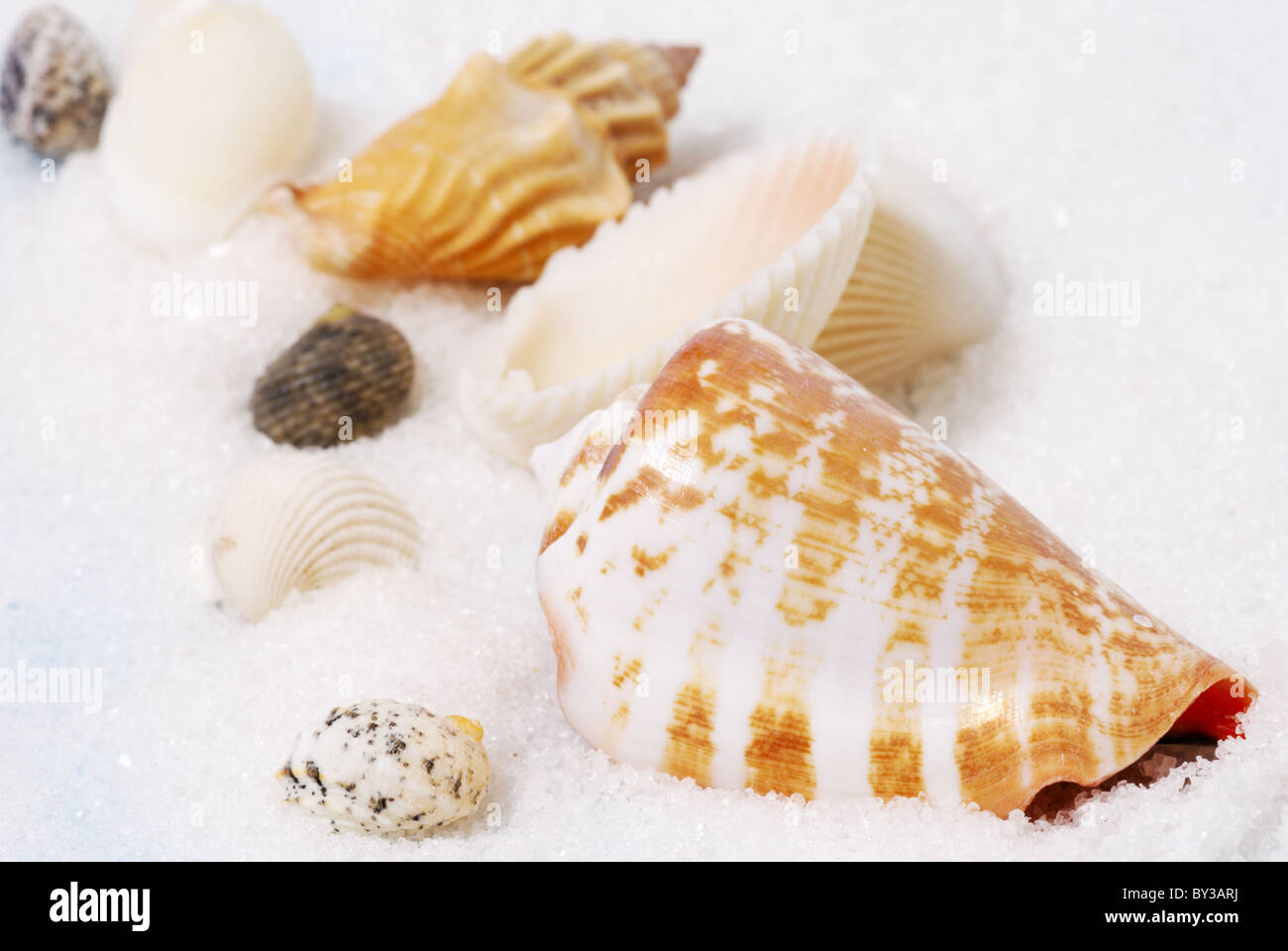 Group of colorful seashells on white sand and pale blue background Stock Photo