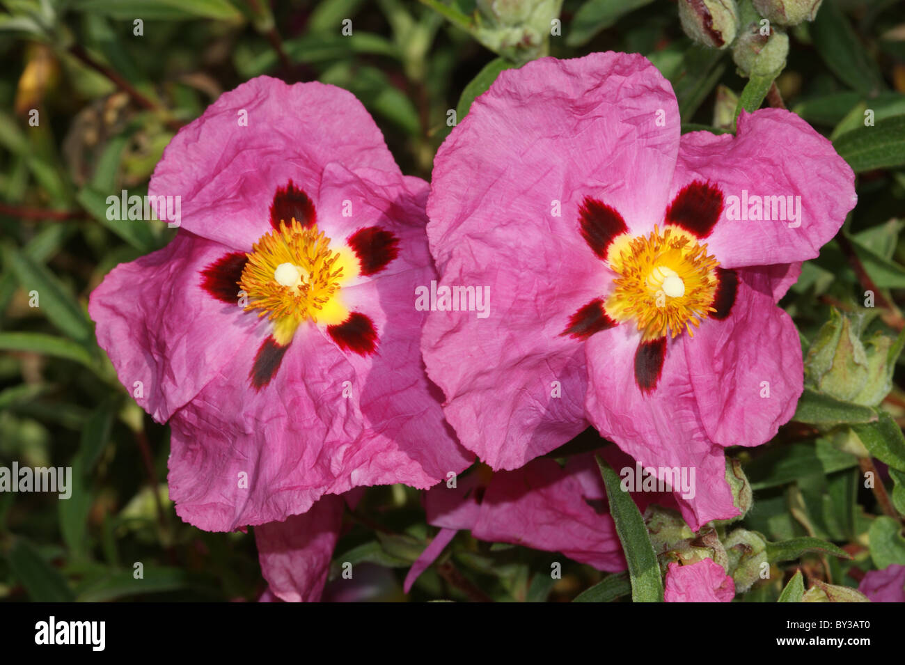 Cistus x purpureus Stock Photo