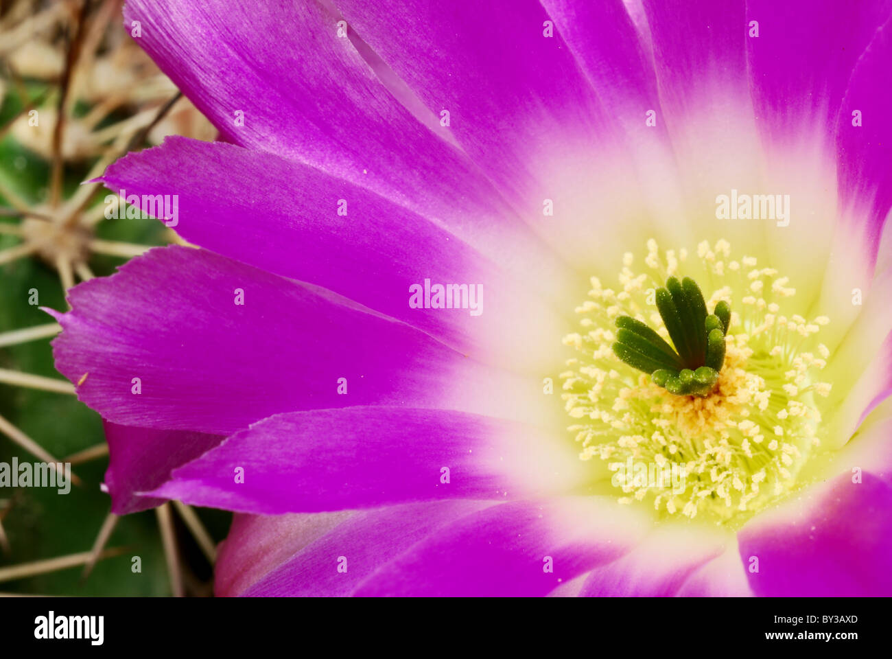 Beautiful bright echinocereus cacti flower Stock Photo