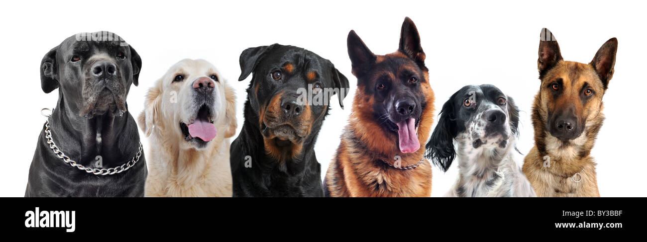 composite picture with purebred dogs in a white background Stock Photo ...