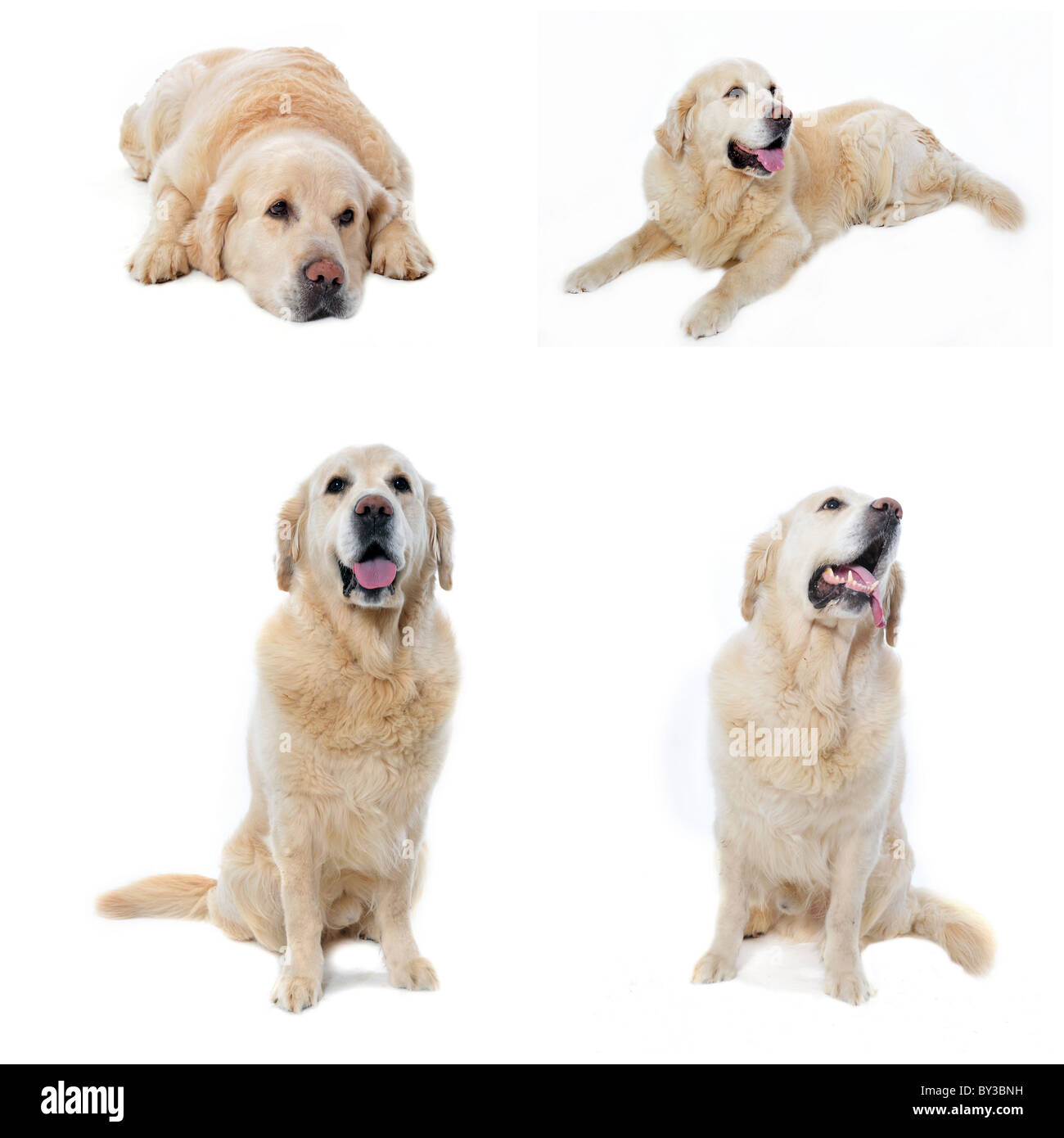 composite picture with golden retriever in a white background Stock Photo
