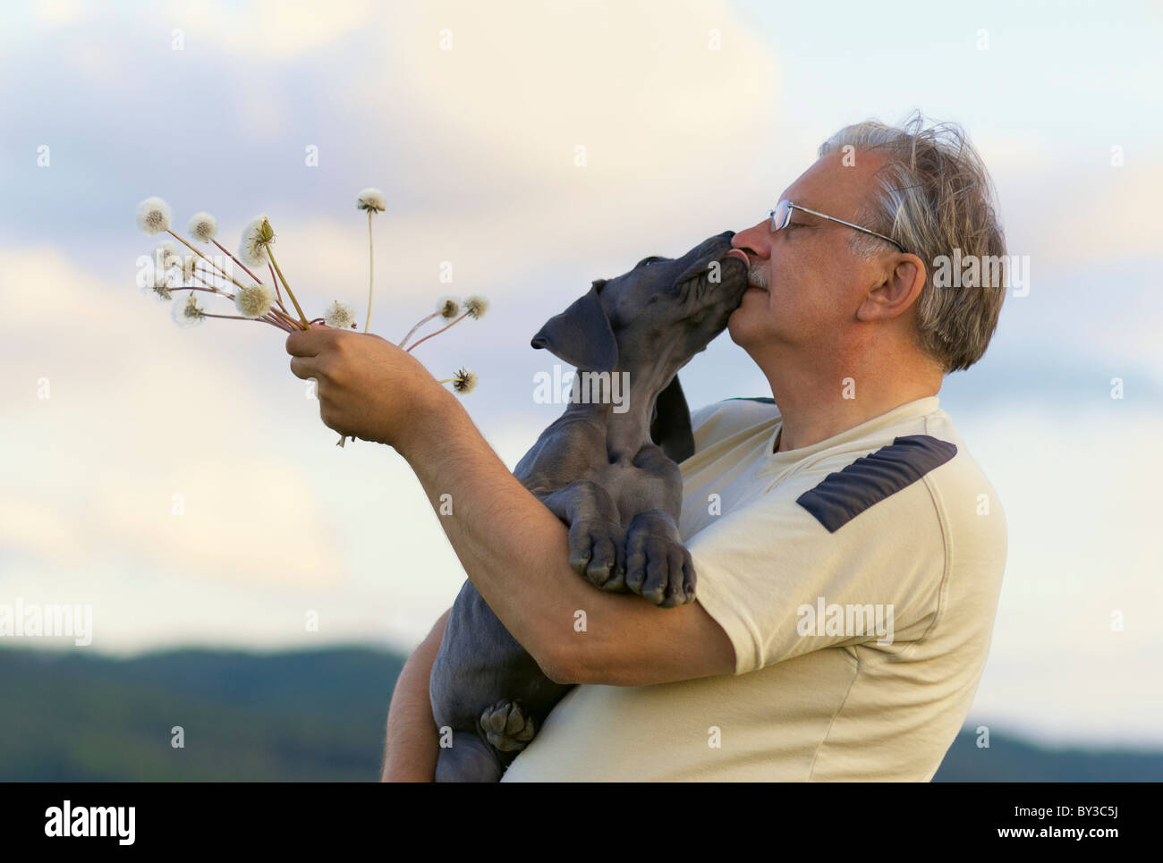 Old man with a puppy of Great dane. Stock Photo