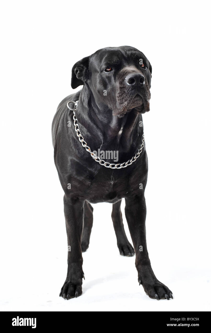 portrait of a purebred black italian mastiff or cane corso in studio Stock  Photo - Alamy