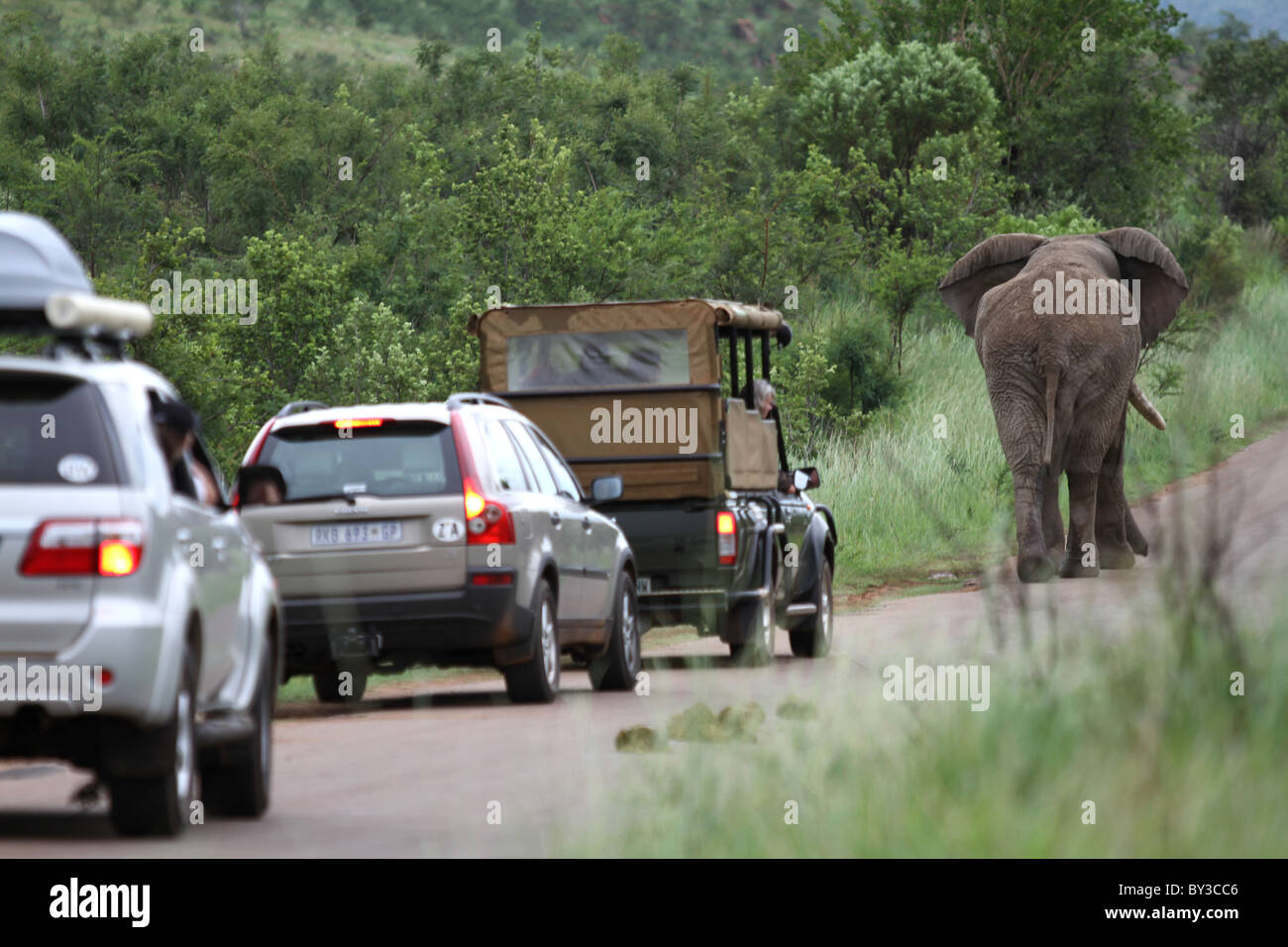 African Bush Elephant (Loxodonta africana) blocks traffic, Pilanesberg National Park, South Africa Stock Photo
