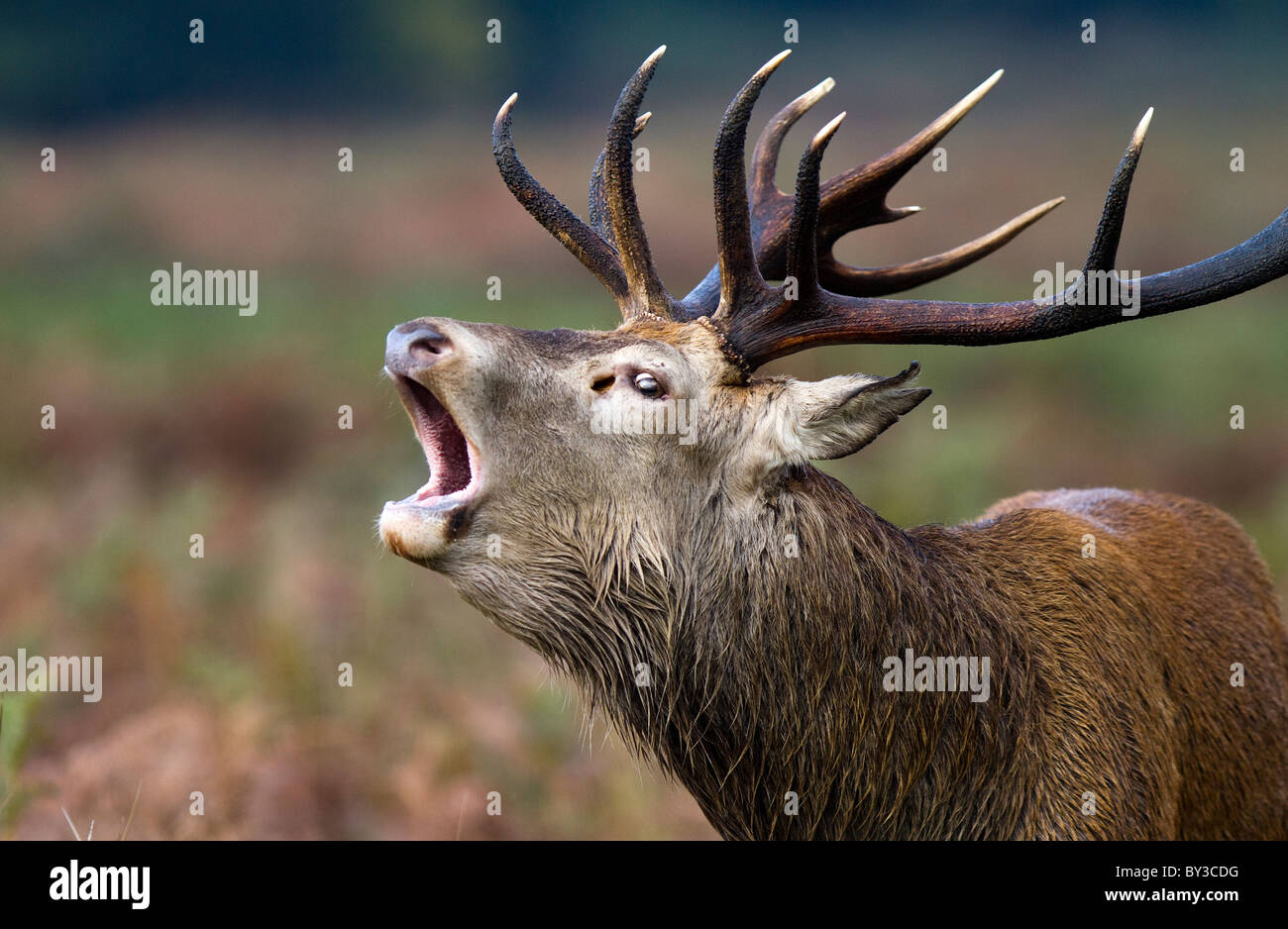 Red deer roaring during the rutting season Stock Photo