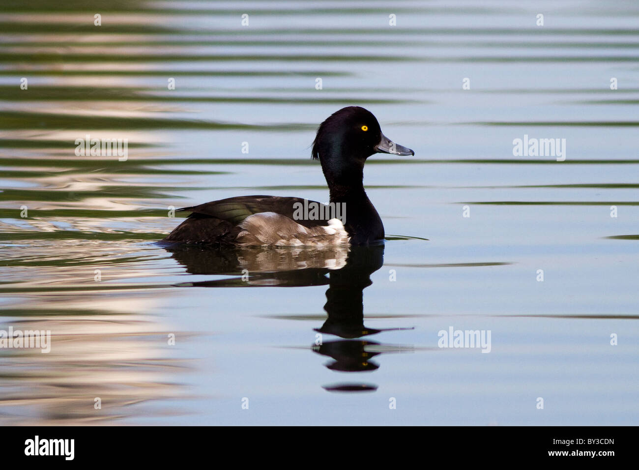 Side on shot with reflection of a male tufted duck in regents park, london Stock Photo