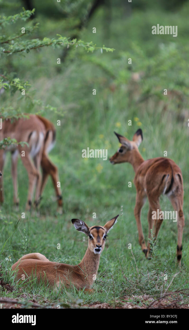 impala (Aepyceros melampus), Pilanesberg National Park, South Africa Stock Photo