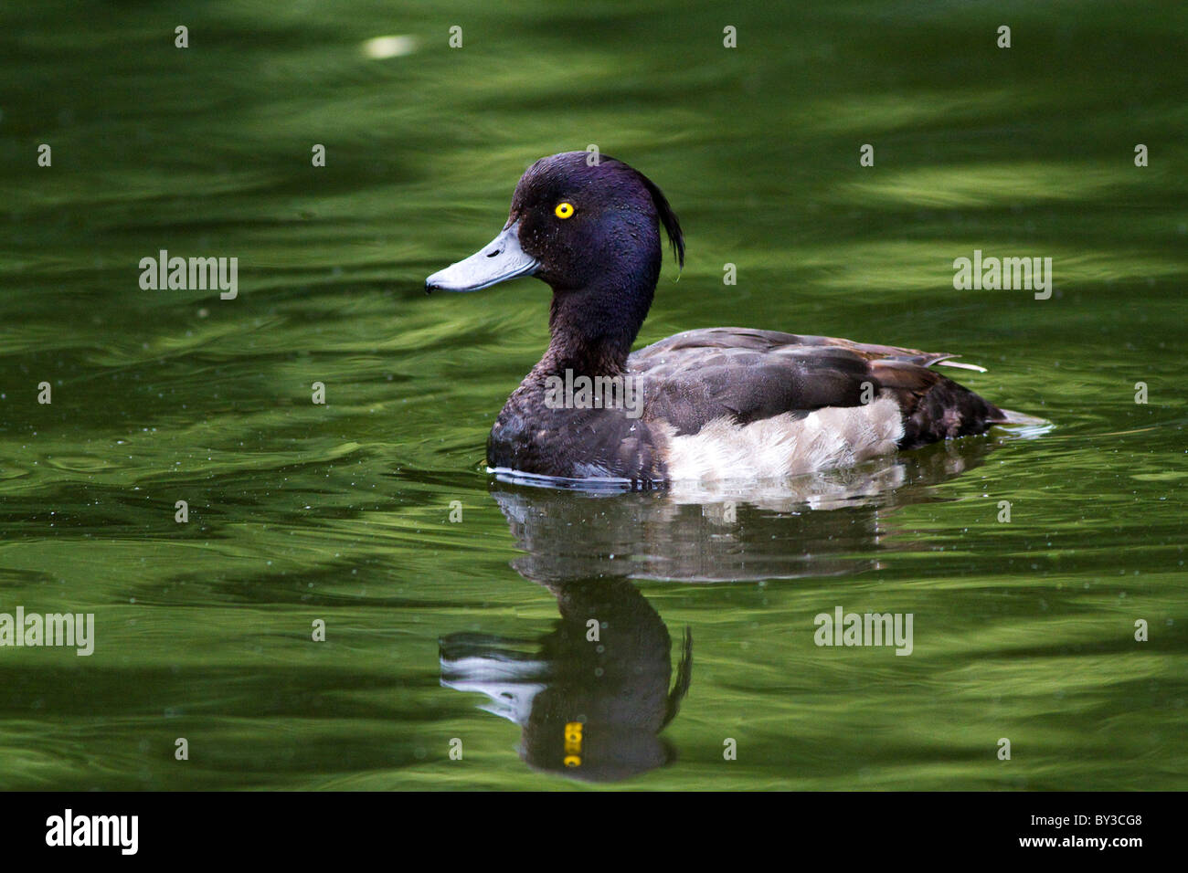 Side on shot with reflection of a male tufted duck in regents park, london Stock Photo