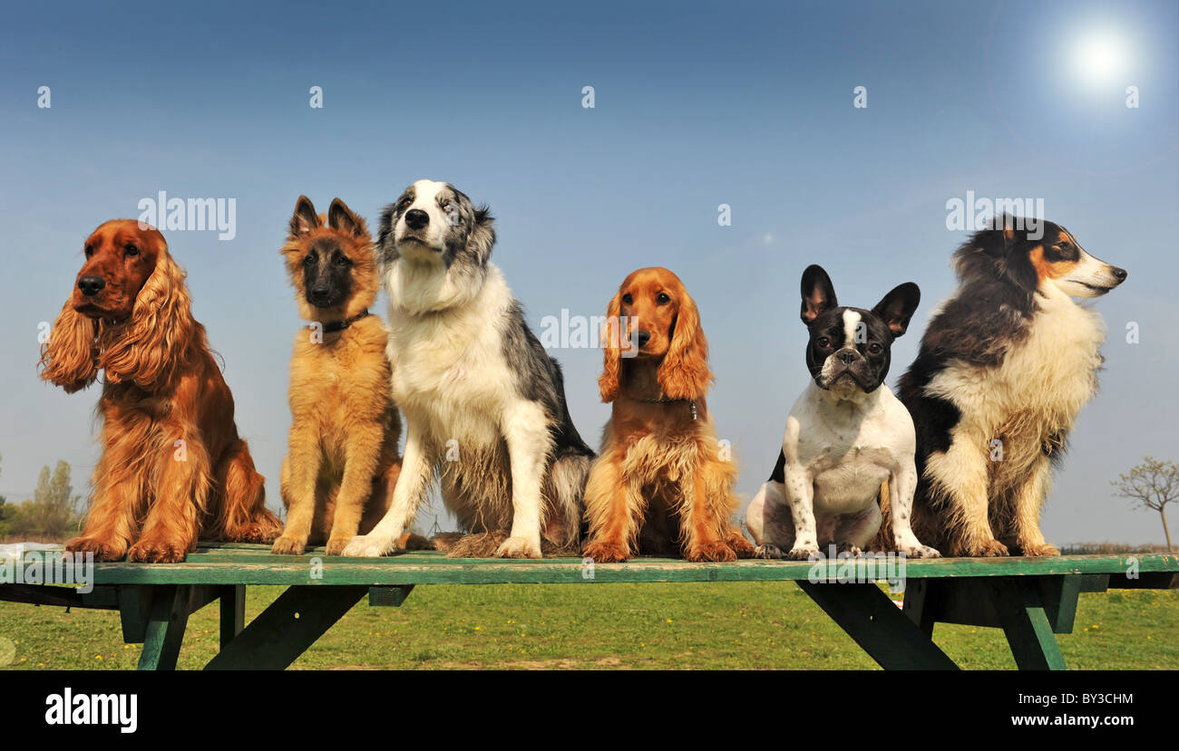 five purebred big dog sitting in a day of spring Stock Photo