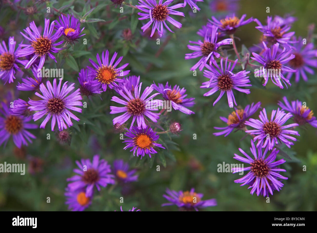 Sitemapcdatahttpfedykniqoocomalbizia New Purple