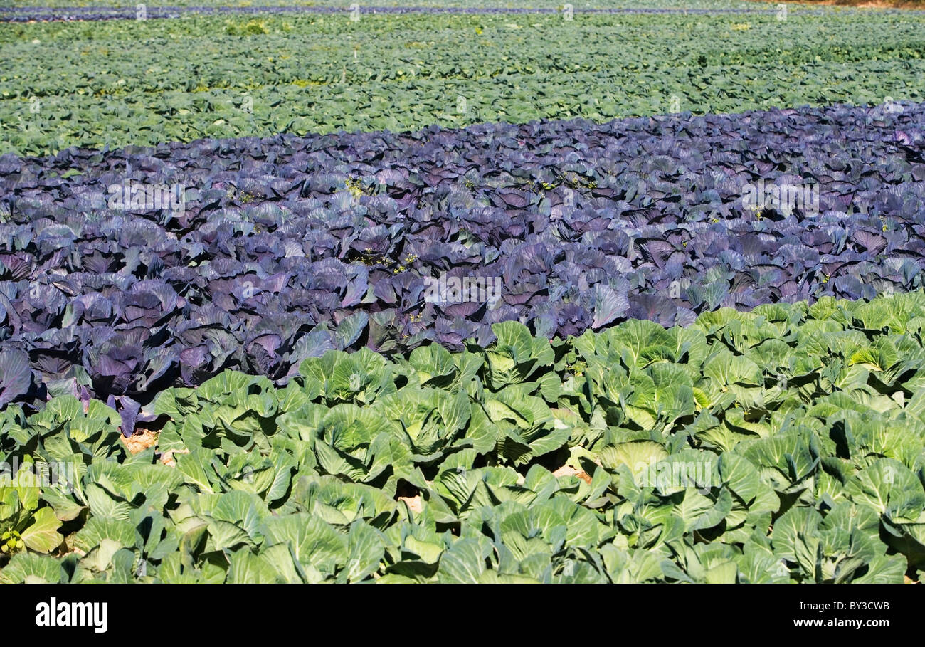 USA, New York, Peconic, cabbage farm Stock Photo