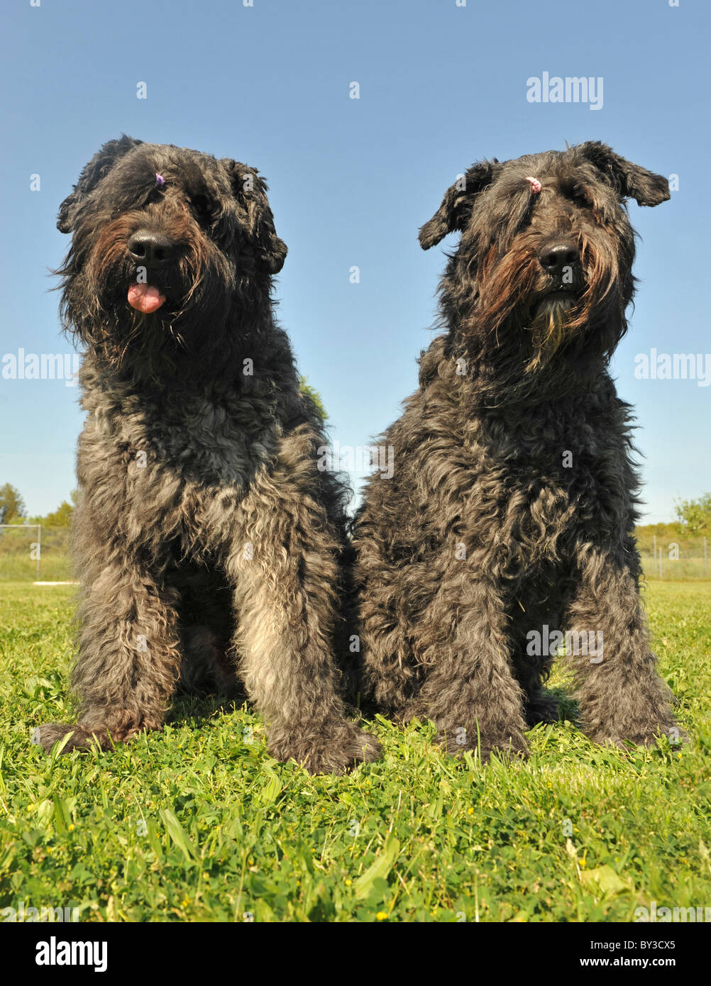 two dogs 'bouvier des Flandres' sitting in a field Stock Photo