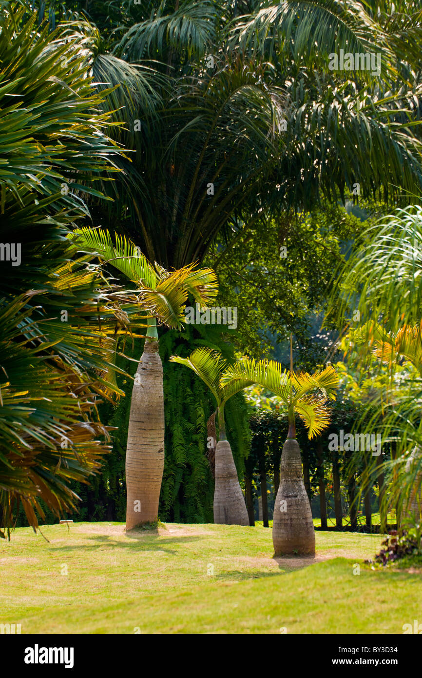 Xishuangbanna Tropical Botanical Garden Menglun Yunnan Province Xishuangbanna Tropical Botanical Garden Menglun Yunnan Province