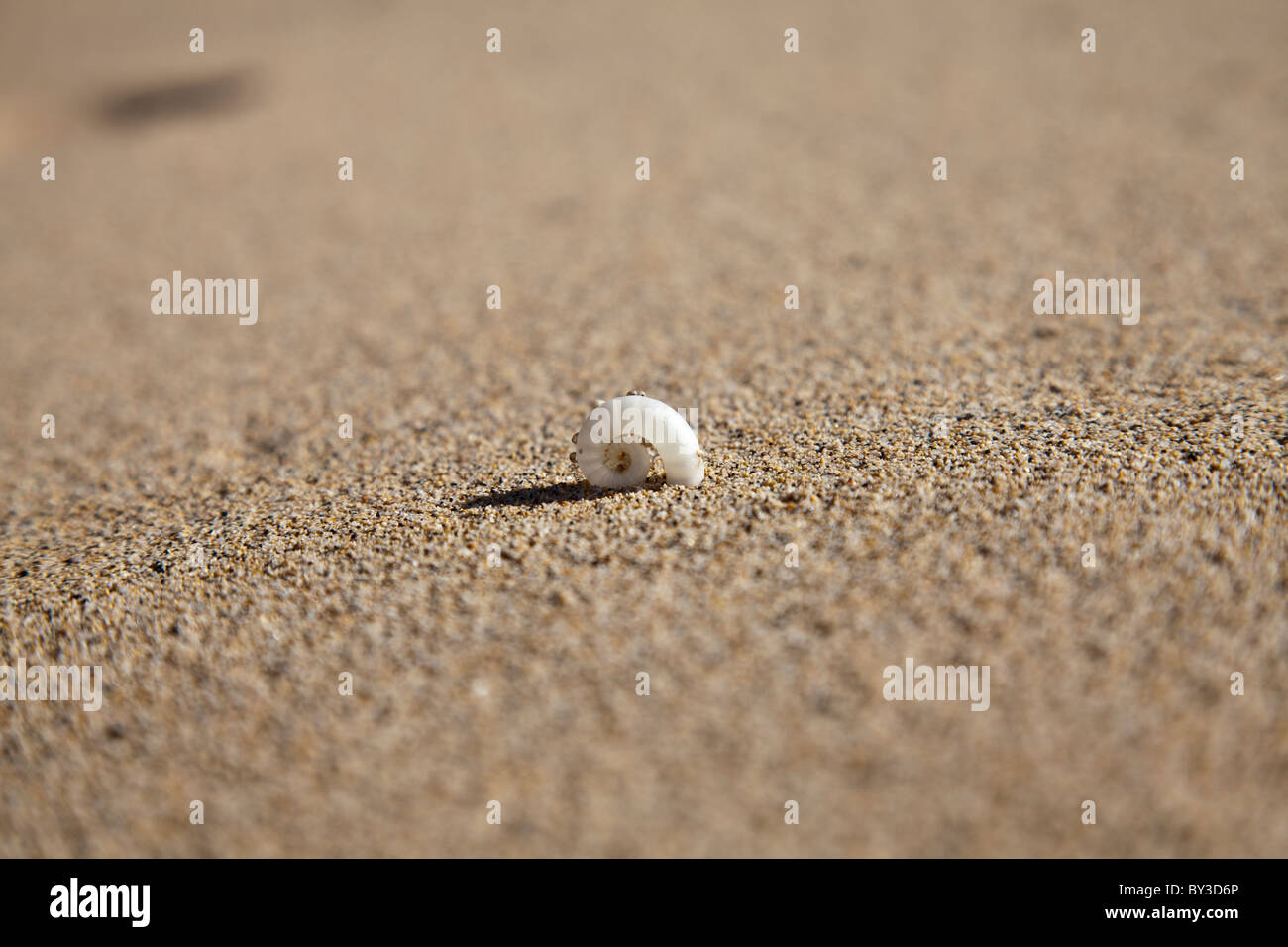 Very small mussel on a beach Stock Photo Alamy