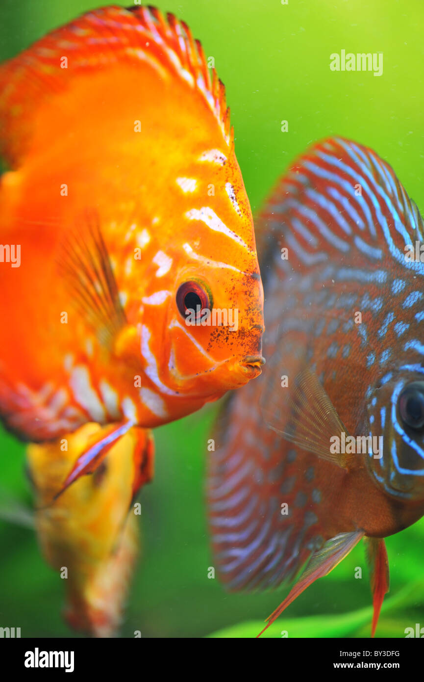 portrait of a red tropical Symphysodon discus fish in an aquarium Stock Photo