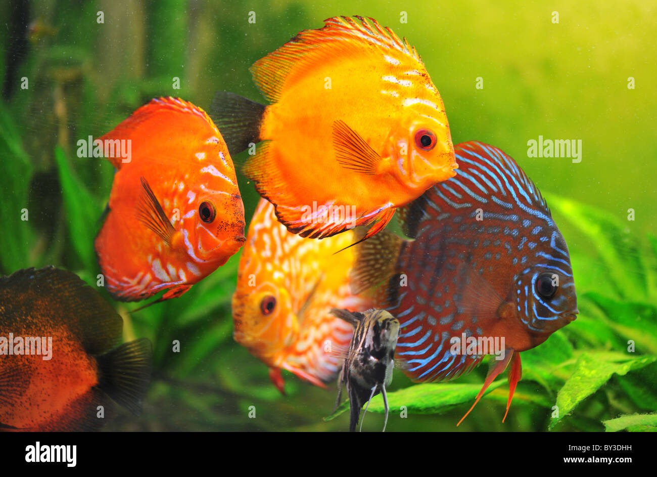 group of a colorfull tropical Symphysodon discus fishes in an aquarium Stock Photo