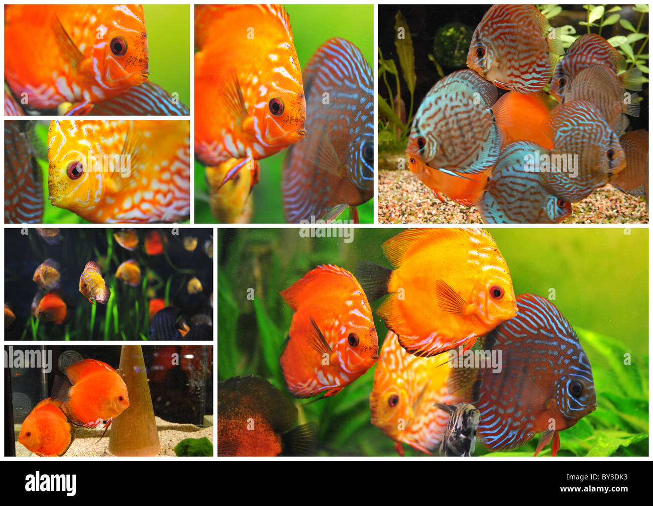 group of a colorfull tropical Symphysodon discus fishes in an aquarium Stock Photo